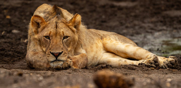 Resting Lion