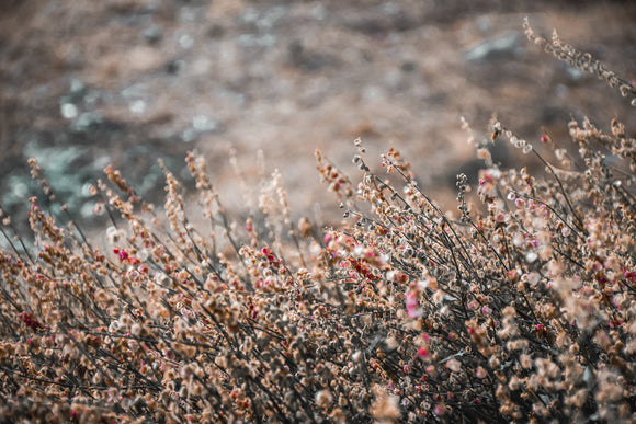 A World Without Green #02