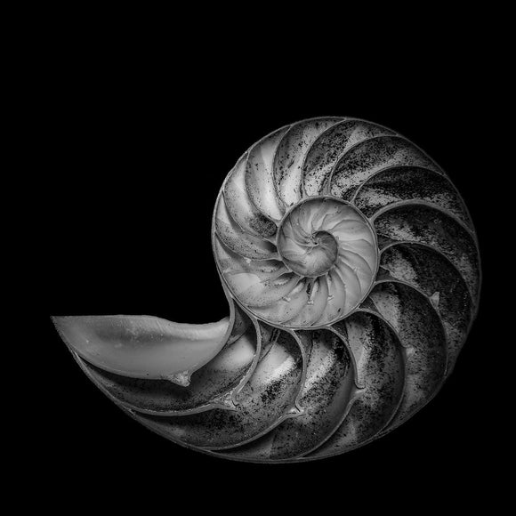 The Nautilus