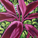 Ti Plant Dominican-1