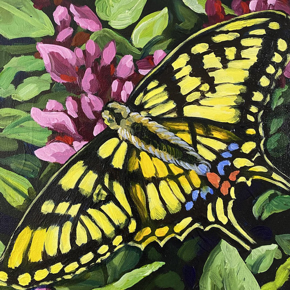 Swallowtail Butterfly