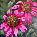 Purple Coneflower-1