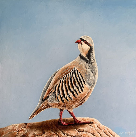 Partridge at Dawn