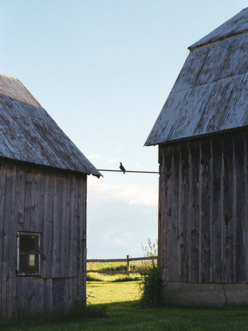 Two Barns and a Bird