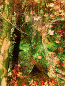ON YOUR ISLAND: PASSING THROUGH THE VEIL III-1