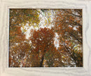 Beautiful Autumn in Toronto (2)-1