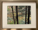 Forest-1