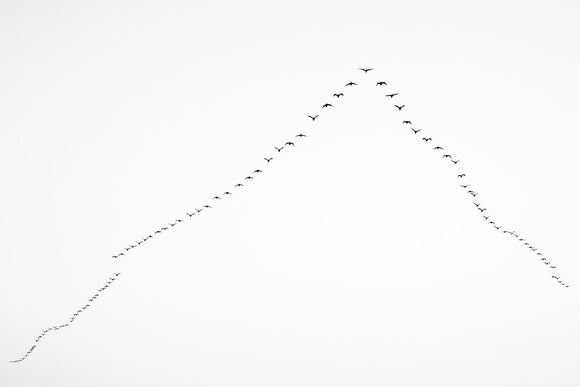 Formation No2