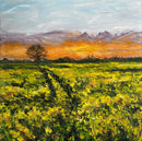 Canola Glow-1