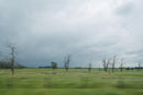 Prairie-1