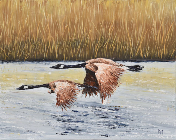 Canadian Geese