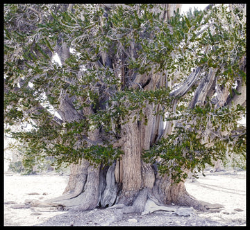 Enduring and Evergreen, The Ancient Bristlecone Pine Tree