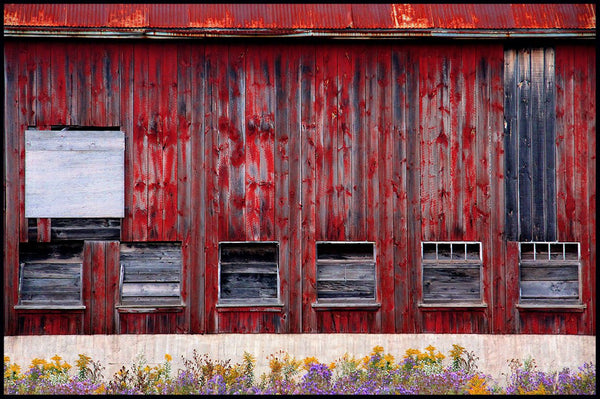 Claremont Barn and Wildflowers