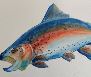 Rainbow Trout