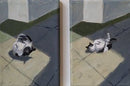 Neighbourhood Cat-1