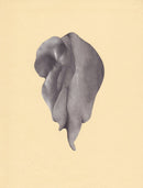 Corporeal Folds 50-1