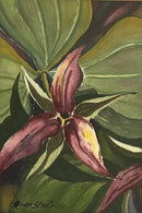Red Trillium-1