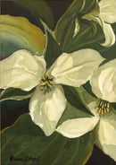 White Trillium-1