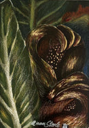 Skunk Cabbage-1