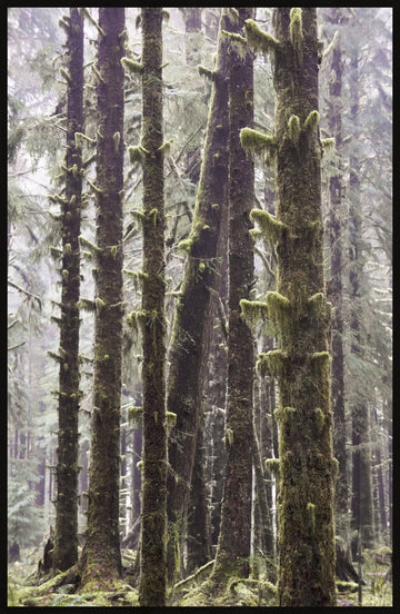 Leaning Tree, Hoh Rainforest