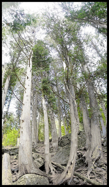 A Family of Trees, Limehouse, Ontario