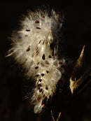 Monarch 2-1
