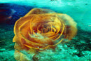 Ice Rose-1