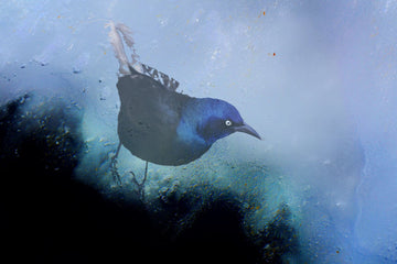 Ice Grackle 1