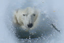 Ice Bear-1