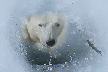 Ice Bear