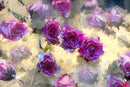 Rose 4-1