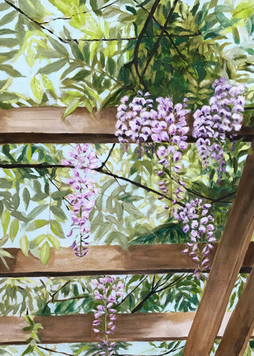 Wisteria