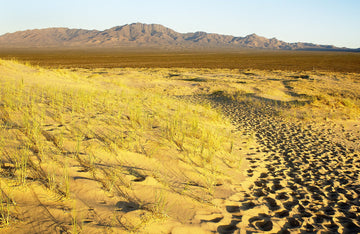 Basking in the Glow of Sunset, Kelso Dunes, Mojave