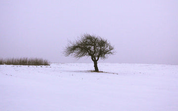 Starkness of Winter