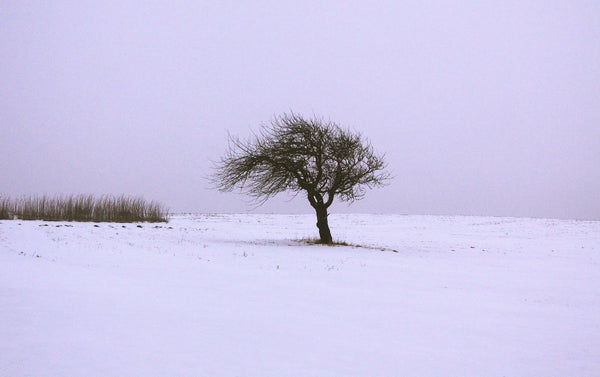 Starkness of Winter