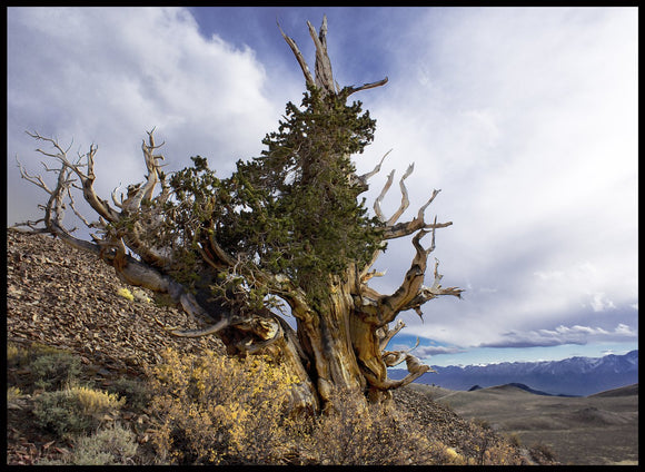 Portrait of an Ancient Bristlecone Pine Tree, White Mountains, California