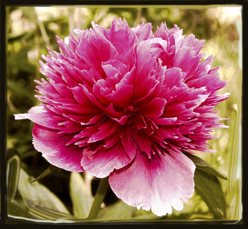 Pink Peony