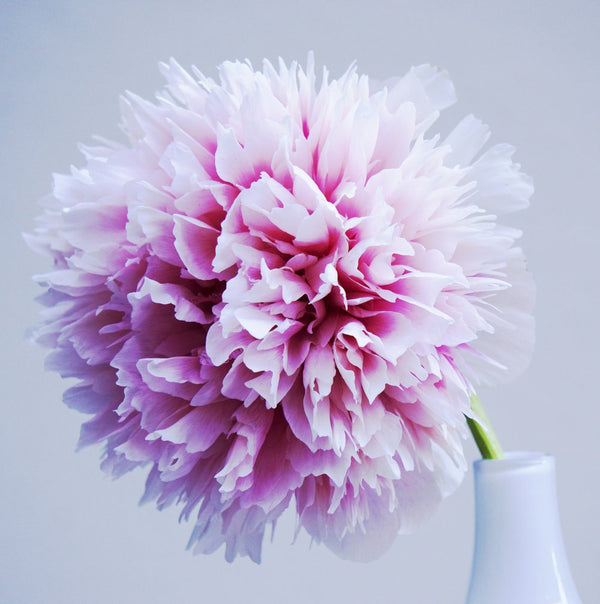 A Single Pink Peony in a White Vase