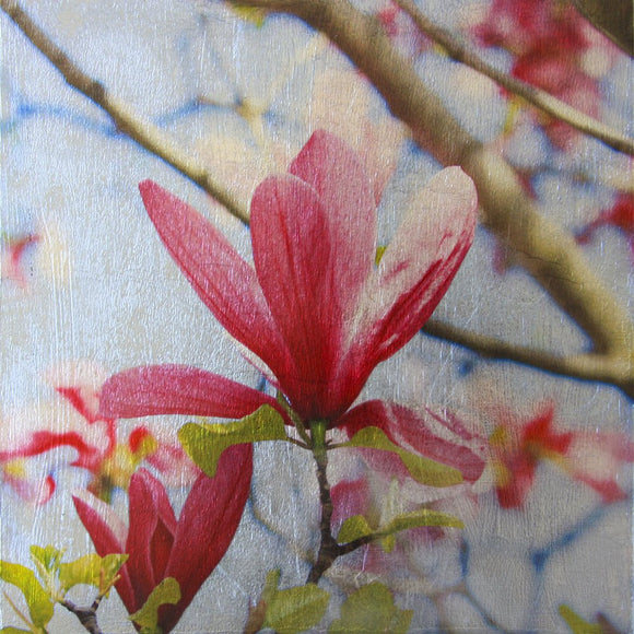 Magnolia Melody