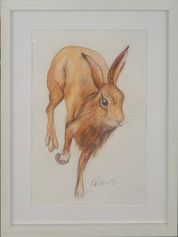 Hare Today