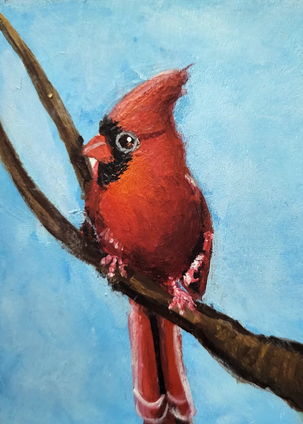 Cardinal | helloart