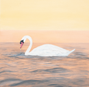 Gentle Glide 1-1