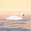 Gentle Glide 2-1