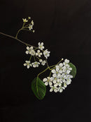 Flowers in the dark-1