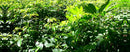 Mixed Nature-1