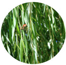 Mixed Natur #2229-1