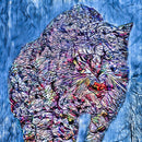 The Wild Within-1