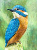 Kingfisher Blue