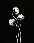 Three Chives-1