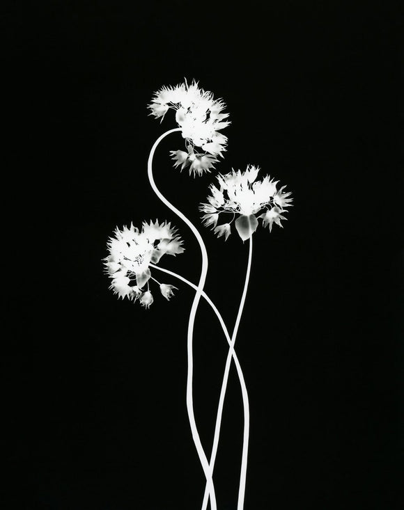 Three Chives